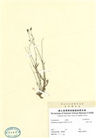 藏品(細葉土沙參)的圖片